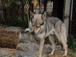 世界十大战斗力强的犬种，力量、忠诚与野性的完美结合