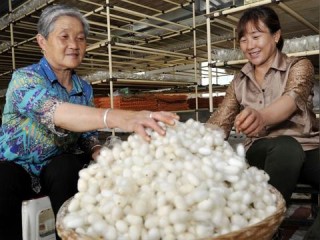 富县天气预报，气候密码下的生活指南