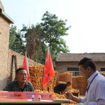 德州30天天气预报，精准掌握未来一个月的气候变化与生活指南