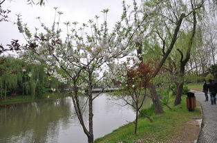 扬州明后二天天气，晴暖持续，春意渐浓